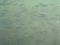 Bait