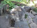 FineTricksVI2011_1.wmv