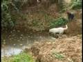 videos de maccha zorro e faina (o donnola?)