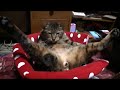ツネオ君のよっこらしょ