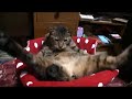 ツネオ君のよっこらしょ
