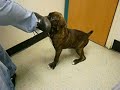 Energetic Dog