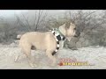 Travel Guide New Mexico tm Jacks Tracks Carlsbad, New Mexico