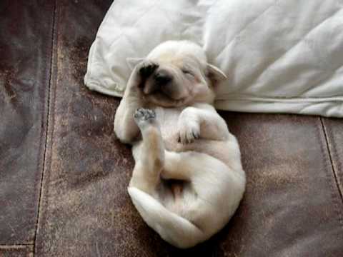 Puppies Youtube on Een Twee Weken Oud Labrador Hondje Is Aan Het Dromen