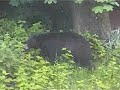 Bears in the backyard