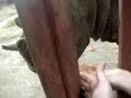 Rhino baby sucking fingers