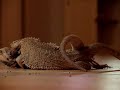Pogona viticeps mating