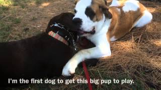 Lulu's Journey San Fernando Valley Los Angeles Refine Your K9 Dog Training