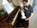 Bare Eyed Cockatoo helps play the piano