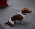 Quattro minuti di cane