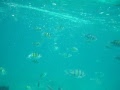 Snorkeling on Phi Phi