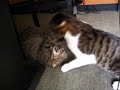 cat fight cat fight
