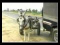 Karachi Key Donkey Ki Sad Story