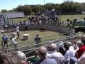 Hog Wild