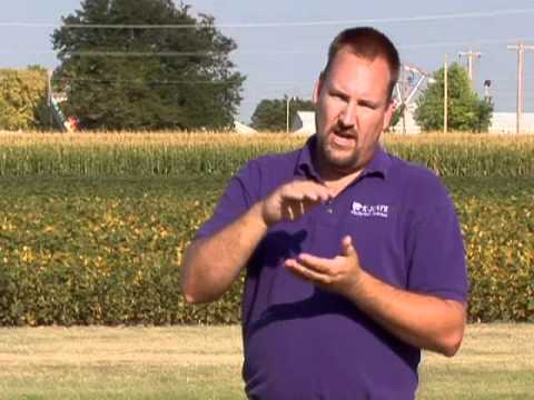 how to fertilize buffalo grass