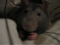 Stanley chews chocolate