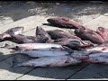Newfoundland-Old Newfie Fisherman