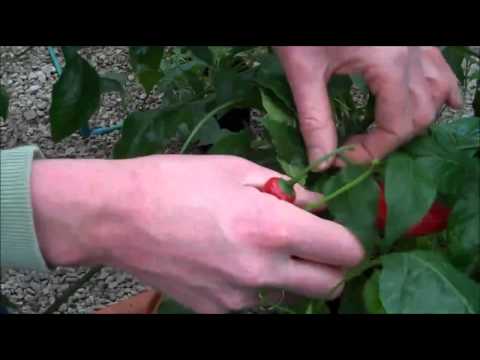 how to harvest chillies