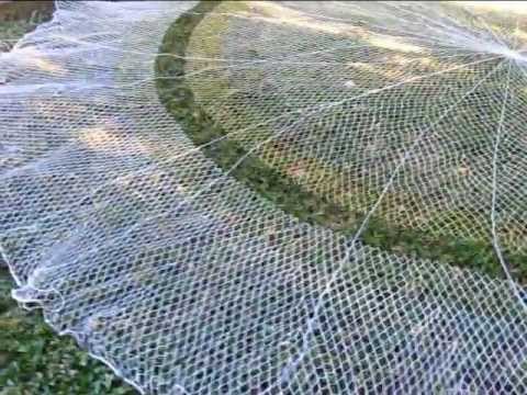 plomos - Como colocar plomos y tiros en atarraya vea también: como hacer la red de pesca o atarraya http://www.youtube.com/watch?v=YLpqlaL1f54.