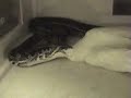 12 Foot Burmese Python Eats a live Goose