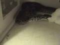 12 Foot Burmese Python Eats a live Goose
