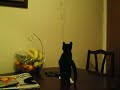 Cat Falling Off Table
