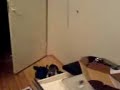 Jumping cat