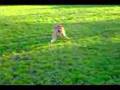 Border Terrier video