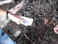 videos de La ''asienda''- la rosa y la espina
