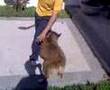 dog vs pig (1) 