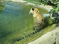 Philadelphia Zoo Tiger Swimming (Big Cat Falls) Philadelphia Zoo Tiger Swimming (Big Cat Falls)
