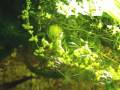 videos de Juwel Rio 180L