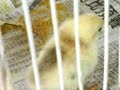 Chicky oru mangu