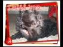 GASTON mi perro