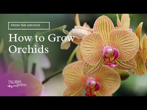 how to grow orchids