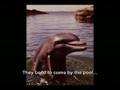 James the dolphin 