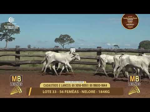 11� LEIL�O FAM�LIA LUCIANO DUARTE E CONVIDADOS