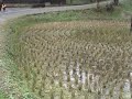 Kurumada Rice circle