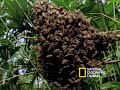 Killer Bees