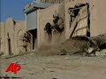  britain prince_harry britain: harry's afghan deployment