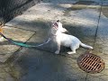 Newt dog park shower