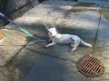 Newt dog park shower