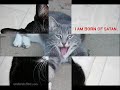 The Many Moods of Kitty Cats 3: The Final Meows The Many Moods of Kitty Cats 3: The Final Meows