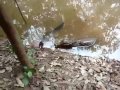 In Brazil - electric fish kills crocodile in the Amazon jungle - alligator dies.mp4