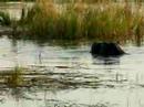 Hungry hungry hippos! Linyanti River, Botswana