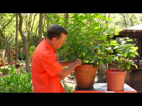 how to grow hibiscus plant