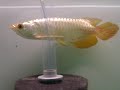 Arovillage Asian Arowanas