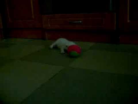 See video