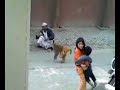 Gulabo Luddi