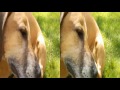 Click here to watch this video Toby-Time (3D) - Ep. 101 - Toby & Daphne